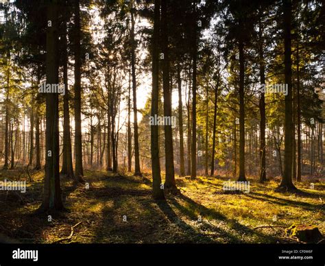 Glade In Forest With Late Afternoon Beams Of Sunlight Bursting Through
