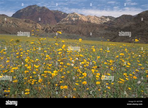 Desert Gold Sunflower Wildflowers Geraea Canescens Record Spring Bloom