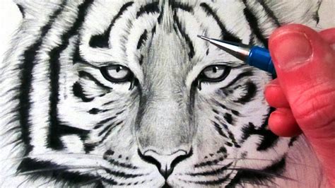 View How To Draw A Tiger Sketch Pictures Sketch