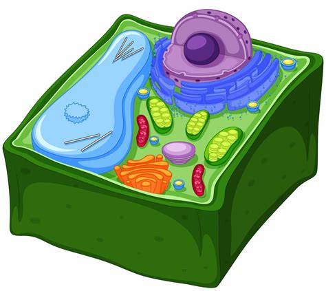 Celula Vegetal Dibujo Dibujo De Una Celula Vegetal Con Sus Partes