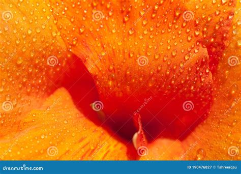 Rain Drops On An Orange Colored Flower Stock Image Image Of Organ