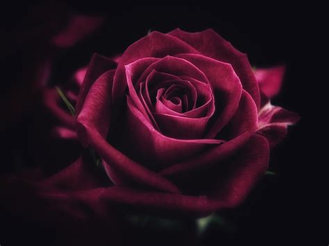 Wallpaper Rose Flower Close Up Petals Hd Widescreen High