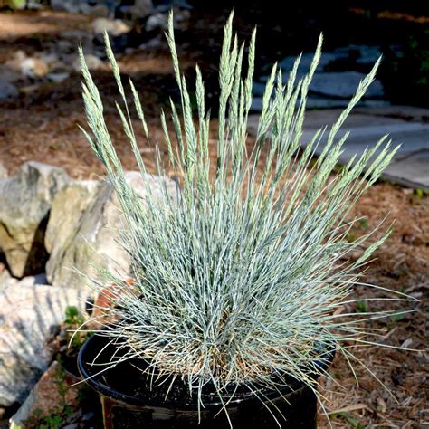 Festuca Ovina Var Glauca Cool As Ice Blue Sheep Fescue From Sandys