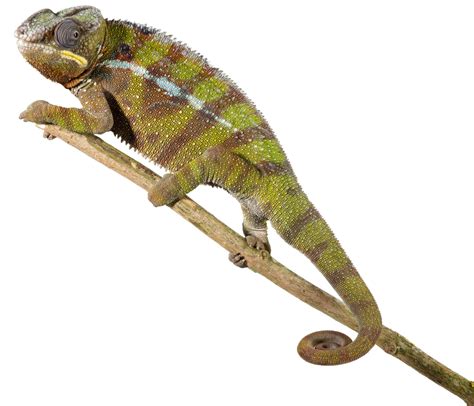 Maybe you would like to learn more about one of these? Facts About Lizards | What is a Lizard | DK Find Out