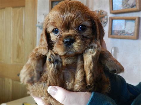 The cavalier king charles spaniel club of usa advises that a puppy could cost between $1800 and $3600 depending. Cavalier King Charles Spaniel Puppies: Puppy Gallery