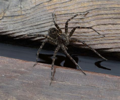 Fishing Spider Vs Wolf Spider The Differences Between Them