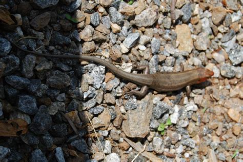 American Five Lined Skink State Parks Virginia Is For Lovers Lake