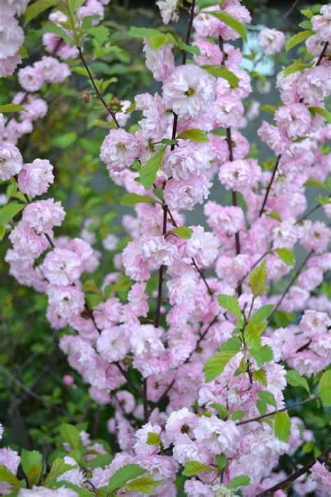 Flowering Almond Tree Images Ornamental Almond Pruning Learn When