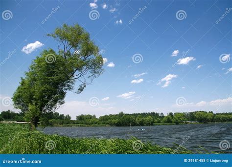 River Scenery Under The Blue Sky Stock Photo Image Of Natural River