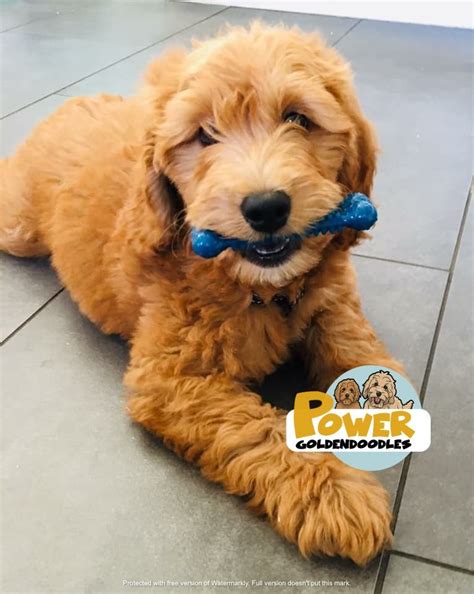 As a proud blue ribbon member of gana, you can know that you our website is designed to make the puppy selection process easy and informative, and we're here to help the entire way. Mini Teddybear English Goldendoodle Puppy Idaho California ...