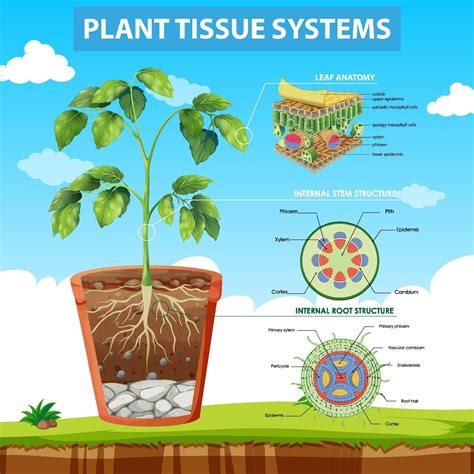 Diagram Showing Plant Tissue Systems 1970268 Vector Art At Vecteezy