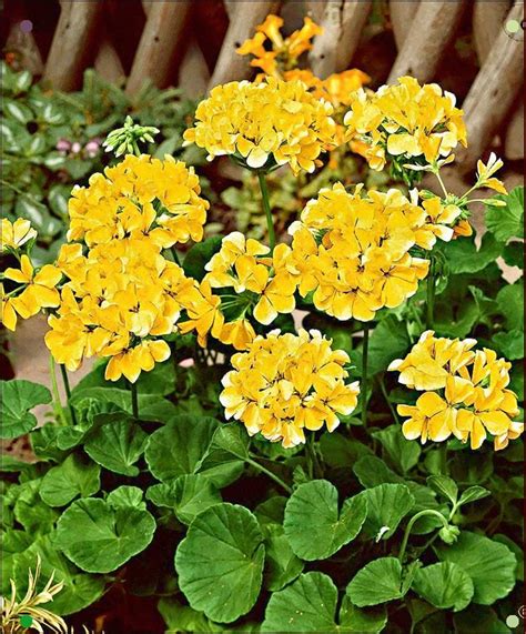 Yellow Geranium Specials From Bakker Spalding Garden Company