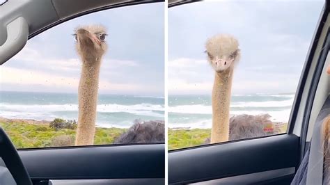 Goofy Ostrich Fascinated By People In Car Shorts Youtube