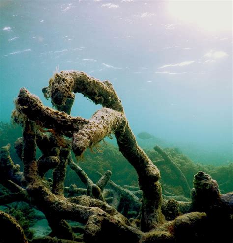 Degraded Coral Reef Image Eurekalert Science News Releases
