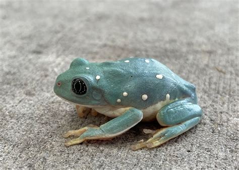 Mexican Leaf Frogs For Sale Snakes At Sunset