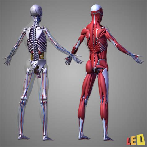 Drawing of the male internal sexual anatomy. 3d human male body anatomy model