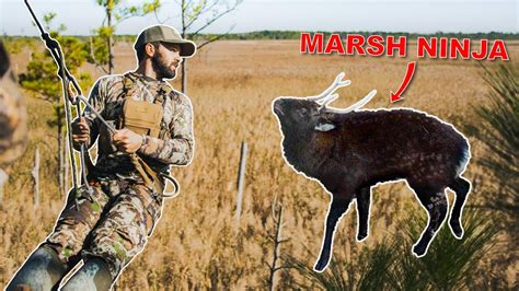 Bowhunting Miniature Elk In The Marsh Maryland Sika Deer Youtube