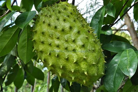 Sapukan daun buah durian belanda kepada kawasan kulit yang menggelupas untuk penyembuhan segera. Subhanallah, Pokok Dan Buah 1001 Kebaikan. Amalkan Minum ...
