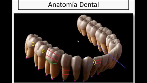 Anatomía Dental Partes Del Diente Youtube