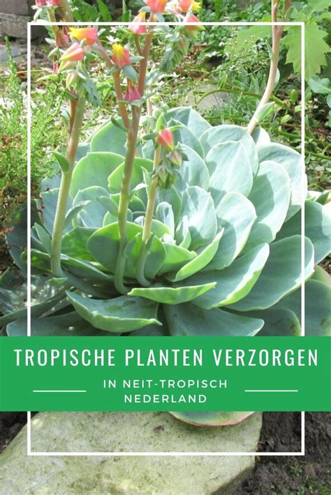 Tropische Planten In Nederland Zo Verzorg Je Ze Artofit