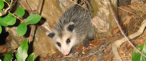 Even simple steps like removing any fallen fruit from the garden and keeping your garbage in a secure bin or garage can mean that the opossum won't want to come to your yard or garden. What are some ways to kill an opossum in the yard?