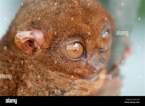 Close Up Of The Smallest Primate The Tarsier Stock Photo Alamy