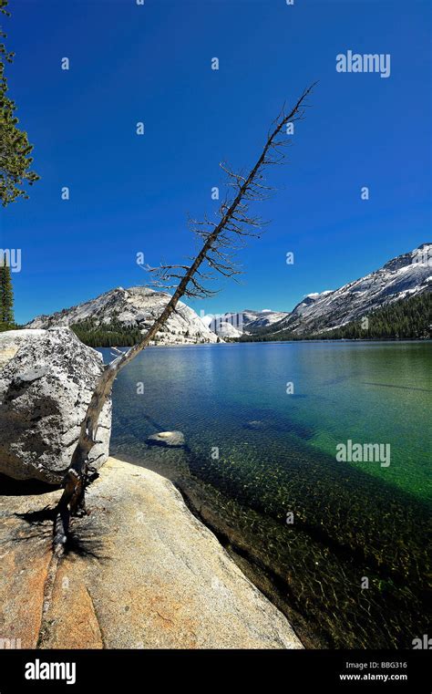 Lifeless Tree At Tenaya Lake Yosemite Stock Photo Alamy