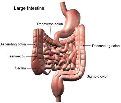 Where Small And Large Intestine Connect Called Large Intestine Ileum Last Part Of Small