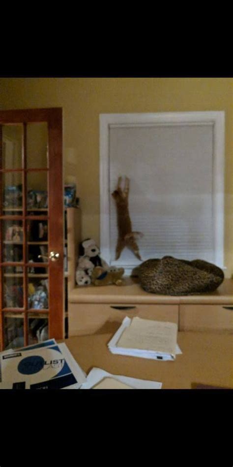 Or does it come from some myth? When your cat uses your Window Coverings to reenact the ...