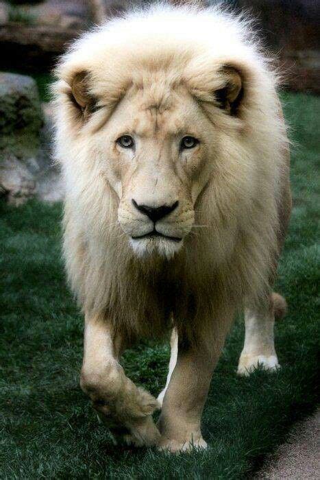 Rare White Lion Animals Pinterest