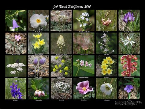 More Colorado Wildflowers