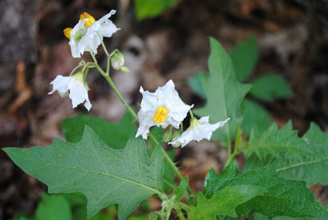 West Virginia Native Wildflowers The Big Year 2013 Summer Is Sizzling
