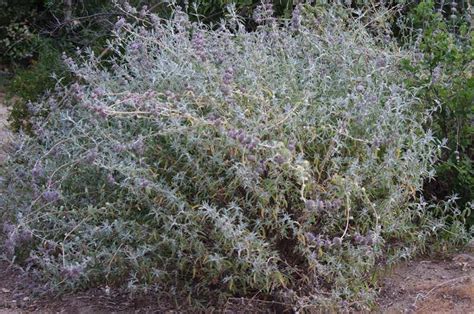 How To Prune Native Plants Without Killing Them