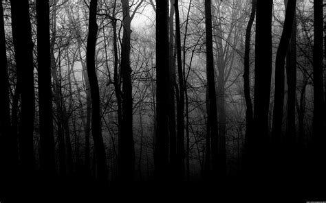 Black And White Woods Wallpaper 52 Images
