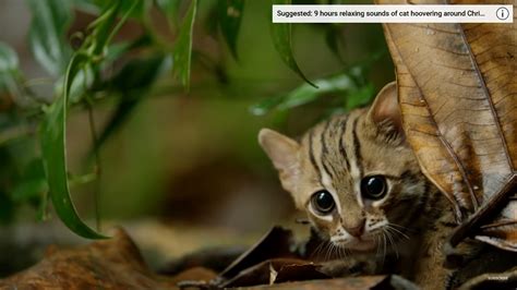 Kucing lucu comel imut gemes bikin ketawa ngakak part 9 duration. Comel Tapi Lincah! Baka Kucing Paling Kecil Di Dunia ...