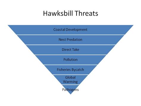 In some beaches with a high number of nesting females, the entrance of people has been restricted to avoid. Sea Turtles: Does Pollution Matter?: Hawksbill Sea Turtles