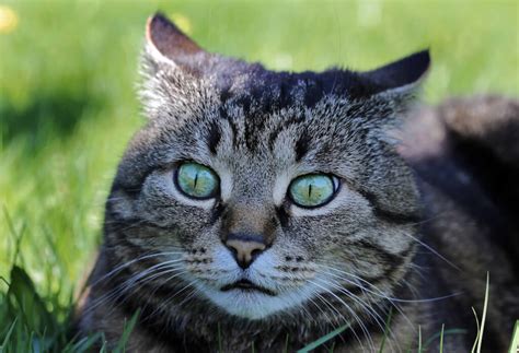 Kamera unit ov7670 640x480 300kp 0.3…. Haustiere und Feuerwerk