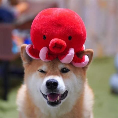 Maybe you would like to learn more about one of these? Marutaro octopus hat best hat