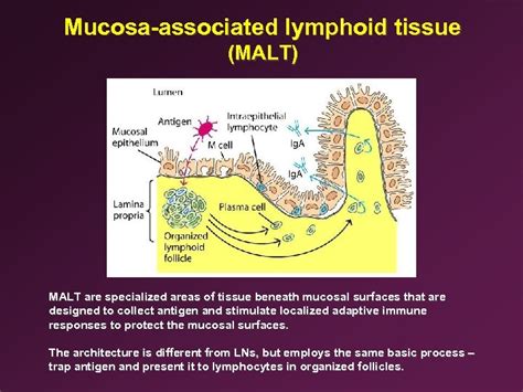 4 Anatomy Of The Immune System Ii Immunology