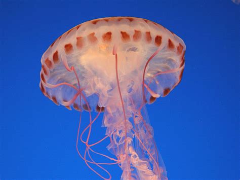 Beautiful Jellyfish Pictures Amazing Creatures