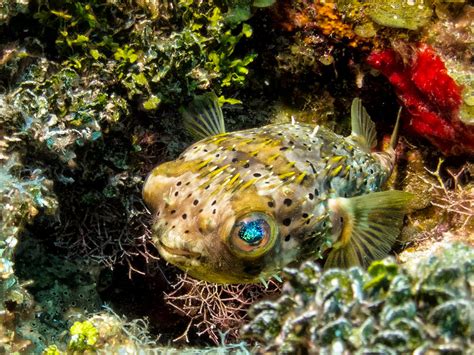 16 Underwater Photos Diving The Belize Barrier Reef