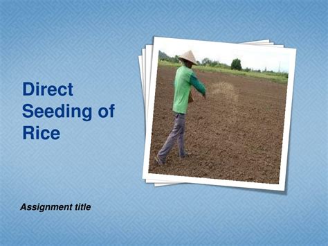 Ppt Direct Seeding Of Rice Powerpoint Presentation Free Download