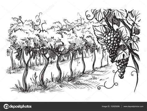 Rows Of Vineyard Grape Plants Stock Vector Image By ©vectorgoodsgmail
