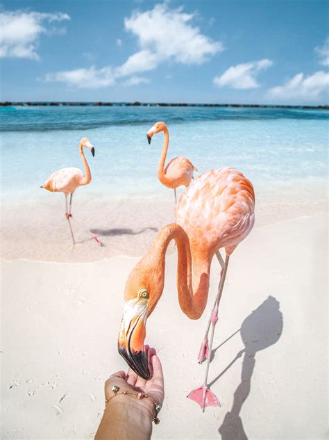 Aruba Flamingo Beach Everything You Need To Know Stay