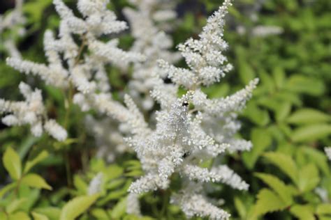Flowers are produced in dense, pyramidal clusters. Astilbe japonica 'Deutschland' - Zeelandplant