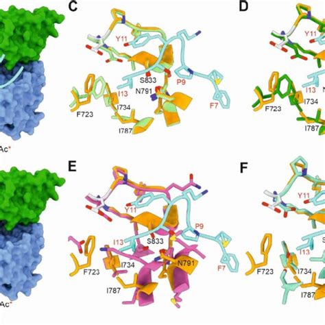 Mechanism Of Inhibition Of Ogt By Exosite Binding Polypeptides And