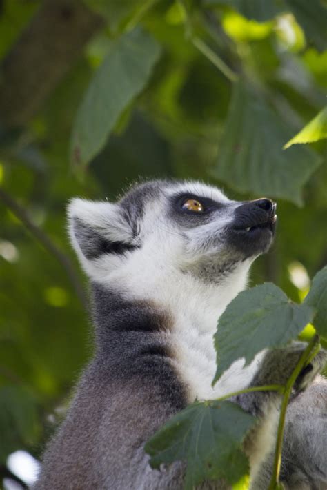 Longleat Safari Park Lemur Walkthrough Philip Blayney Flickr