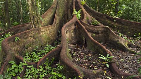 Explore a wide range of the best amazon trees on besides good quality brands, you'll also find plenty of discounts when you shop for amazon trees. Buttress Roots - Amazon | Tree roots, Plants, Plant roots