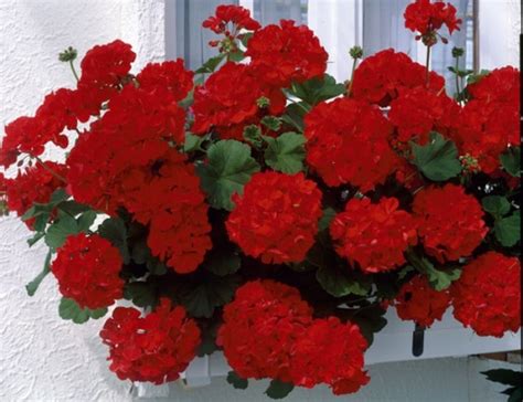 In gruppen mit 3 oder 4 exemplaren in töpfe setzen mit einem gemisch aus blumenerde und sand; Unterschiedliche Geranien - wie lautet die Bezeichnung ...