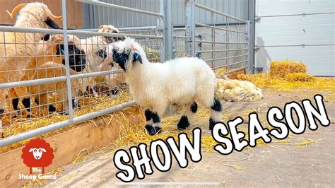 A Sick Sheep An Adoption And I Shear Some Show Sheep Day 16 Of